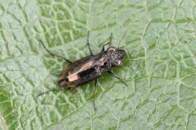 <i>Notiophilus quadripunctatus</i>
