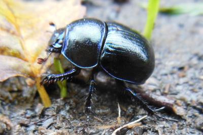 <i>Anoplotrupes stercorosus</i>