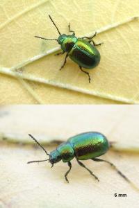 <i>Gastrophysa viridula</i>