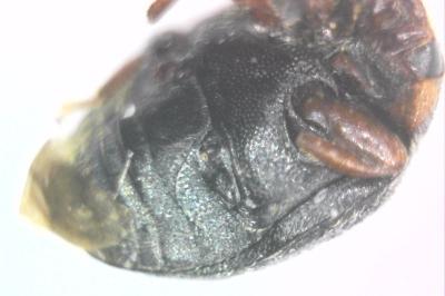 <i>Scymnus</i>