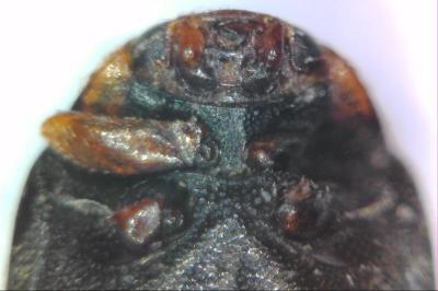 <i>Scymnus</i>
