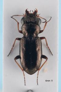 <i>Notiophilus rufipes</i>
