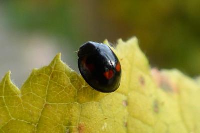 <i>Exochomus quadripustulatus</i>