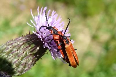 <i>Lygistopterus sanguineus</i>
