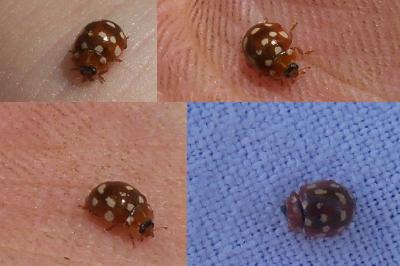 <i>Calvia quatuordecimguttata</i>