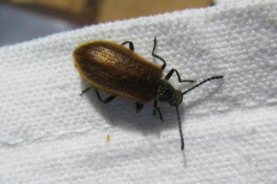 <i>Lagria</i>