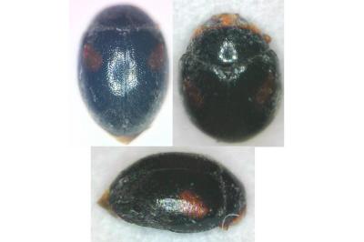 <i>Scymnus</i>