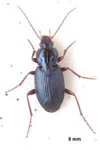 <i>Calathus rotundicollis</i>