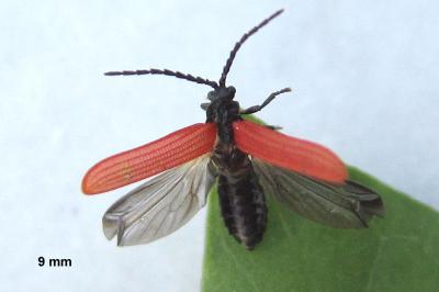 <i>Pyropterus nigroruber</i>