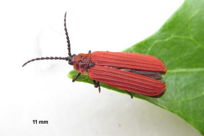 <i>Dictyoptera aurora</i>