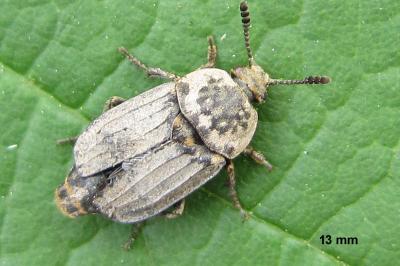 <i>Thanatophilus sinuatus</i>
