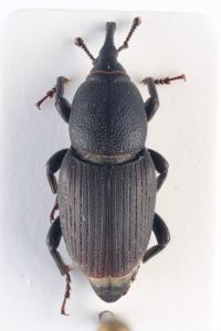 <i>Sphenophorus</i>