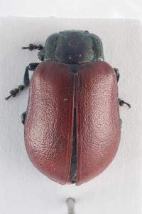 <i>Chrysomela tremula</i>