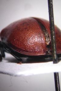 <i>Chrysomela tremula</i>