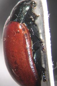 <i>Chrysomela tremula</i>