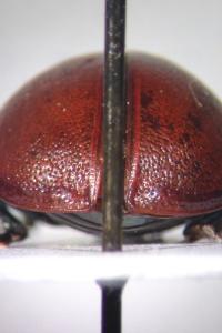 <i>Chrysomela tremula</i>
