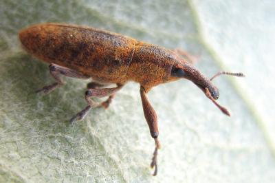 <i>Lixus pulverulentus</i>