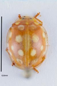<i>Halyzia sedecimguttata</i>