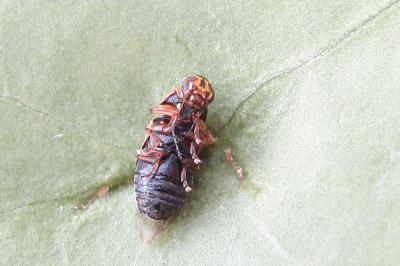 <i>Pachybrachis hieroglyphicus</i>