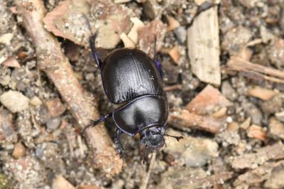 <i>Anoplotrupes stercorosus</i>