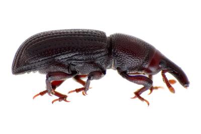 <i>Phloeophagus lignarius</i>