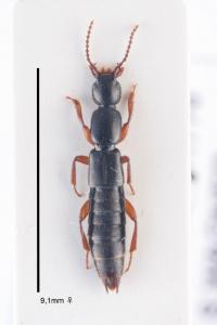 <i>Lathrobium brunnipes</i>