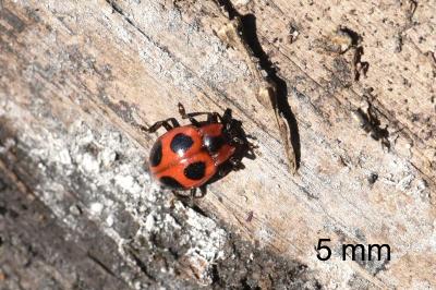 <i>Endomychus coccineus</i>