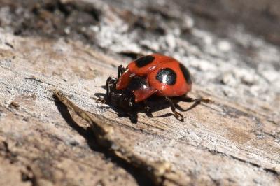 <i>Endomychus coccineus</i>