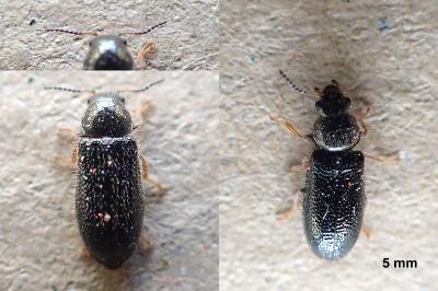 <i>Aplocnemus nigricornis</i>