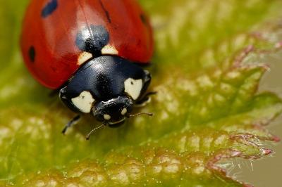 <i>Coccinella septempunctata</i>