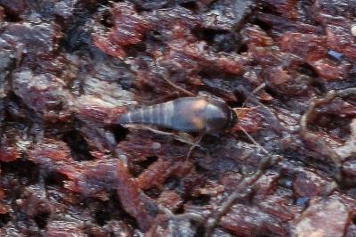 <i>Sepedophilus littoreus</i>