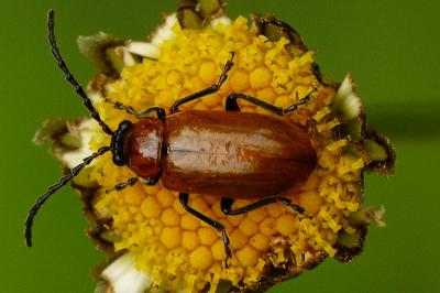 <i>Exosoma lusitanicum</i>