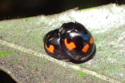 <i>Exochomus quadripustulatus</i>