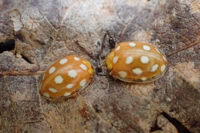 <i>Halyzia sedecimguttata</i>