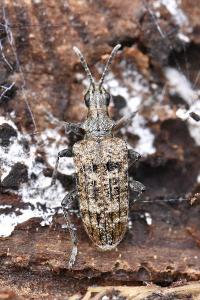 <i>Rhagium inquisitor</i>