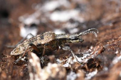 <i>Rhagium inquisitor</i>