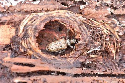 <i>Rhagium inquisitor</i>