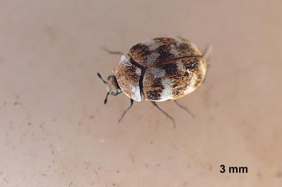 <i>Anthrenus verbasci</i>