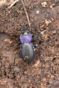 <i>Carabus problematicus</i>