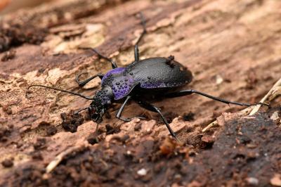 <i>Carabus problematicus</i>