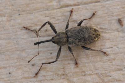 <i>Dorytomus longimanus</i>