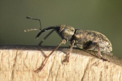 <i>Dorytomus longimanus</i>