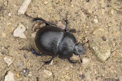 <i>Anoplotrupes stercorosus</i>