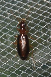 <i>Paradromius linearis</i>