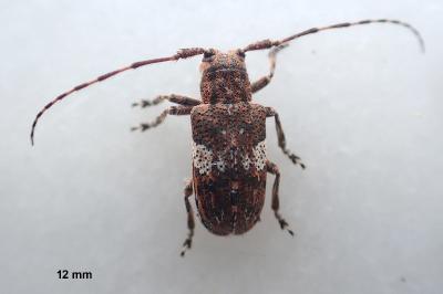 <i>Mesosa nebulosa</i>