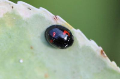<i>Exochomus quadripustulatus</i>