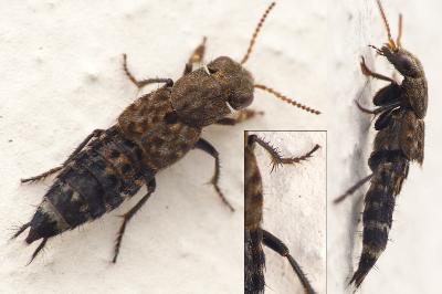 <i>Ontholestes murinus</i>