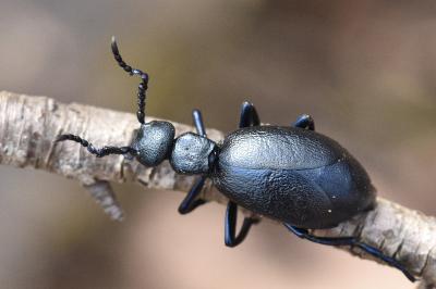 <i>Meloe violaceus</i>