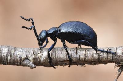 <i>Meloe violaceus</i>