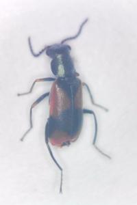<i>Anthocomus equestris</i>